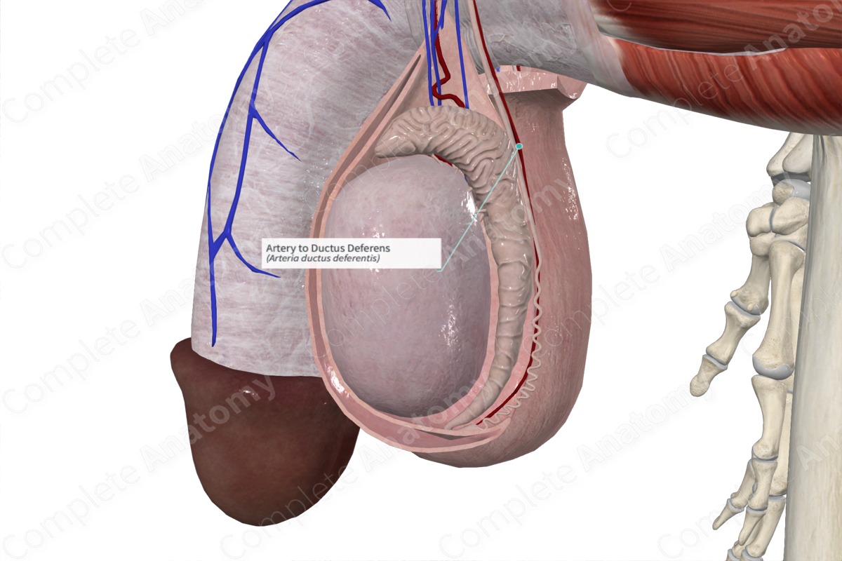 artery-to-ductus-deferens-complete-anatomy