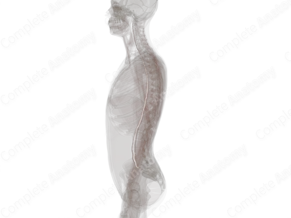 Anterior Longitudinal Ligament