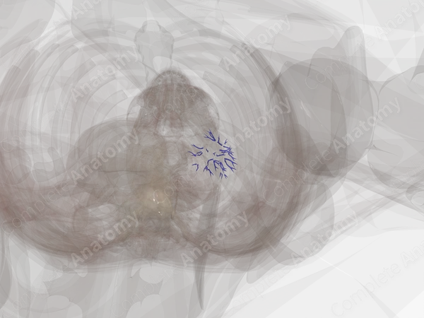 Intrarenal Veins of Left Kidney