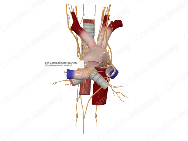 Left Common Carotid Artery