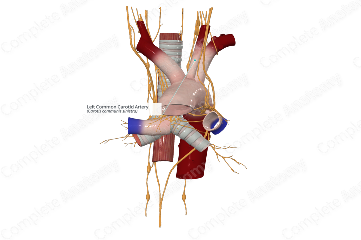 Left Common Carotid Artery