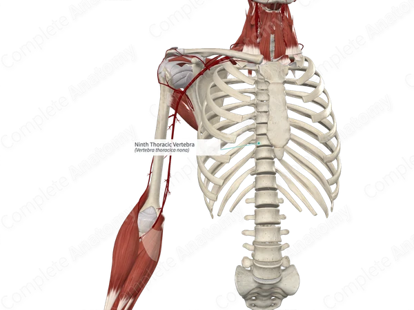 Ninth Thoracic Vertebra
