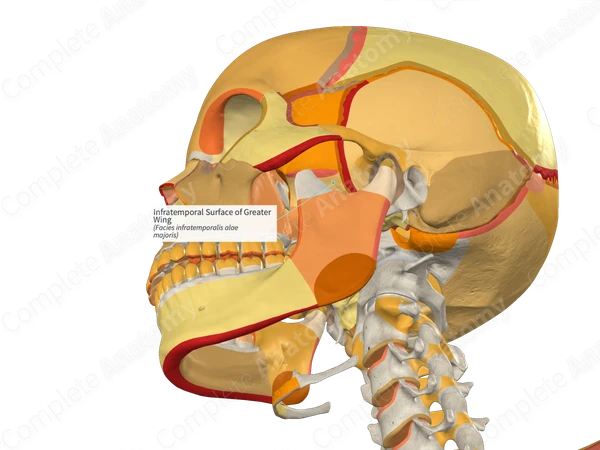 Infratemporal Surface of Greater Wing (Right)