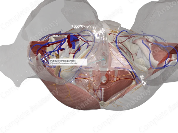 Pubourethral Ligament