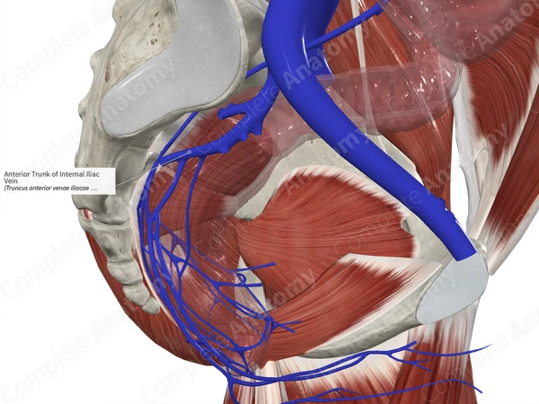 Anterior Trunk of Internal Iliac Vein