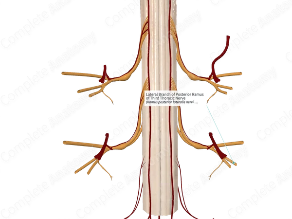 Lateral Branch of Posterior Ramus of Third Thoracic Nerve