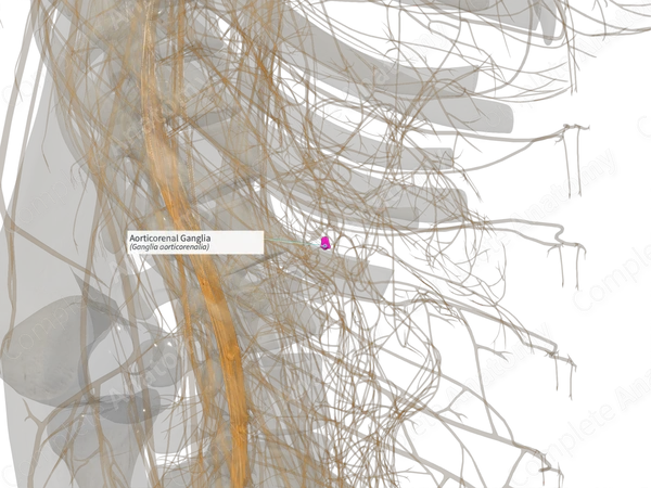 Aorticorenal Ganglia (Right)