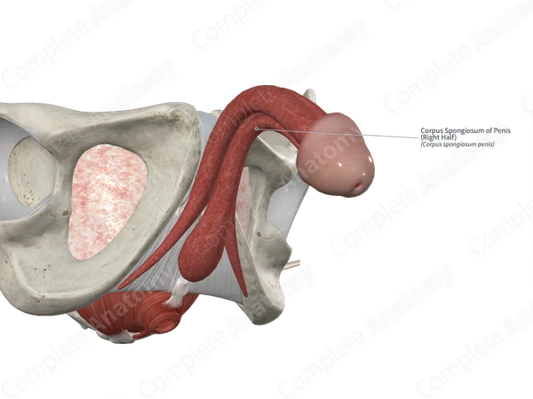 Corpus Spongiosum of Penis (Right Half)