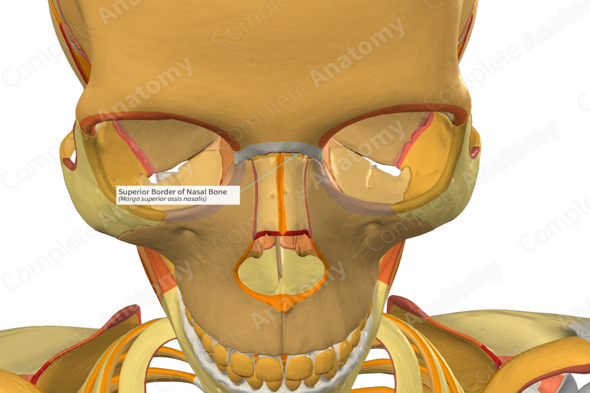 Superior Border of Nasal Bone