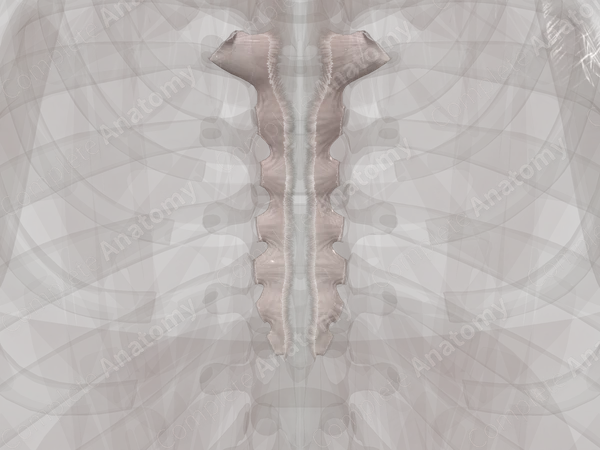 Sternochondral Joints