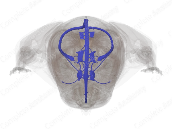 Dural Venous Sinuses