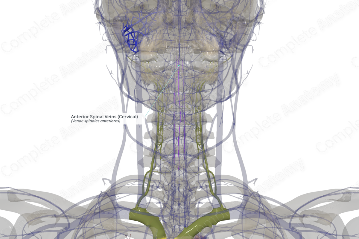 Anterior Spinal Veins (Cervical)