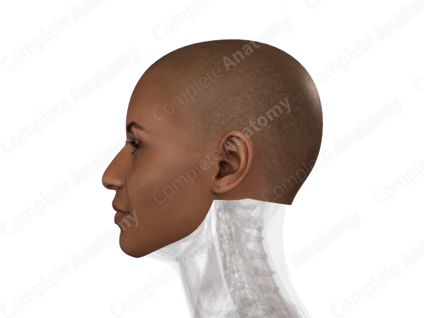 Skin (Head)