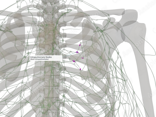 Intrapulmonary Nodes (Right)
