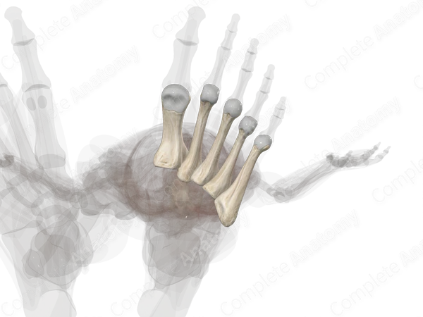 Metatarsal Bones (Left)