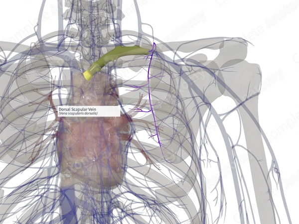 Dorsal Scapular Vein (Right)