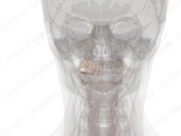 Maxillary Dental Arch (Left Quadrant)