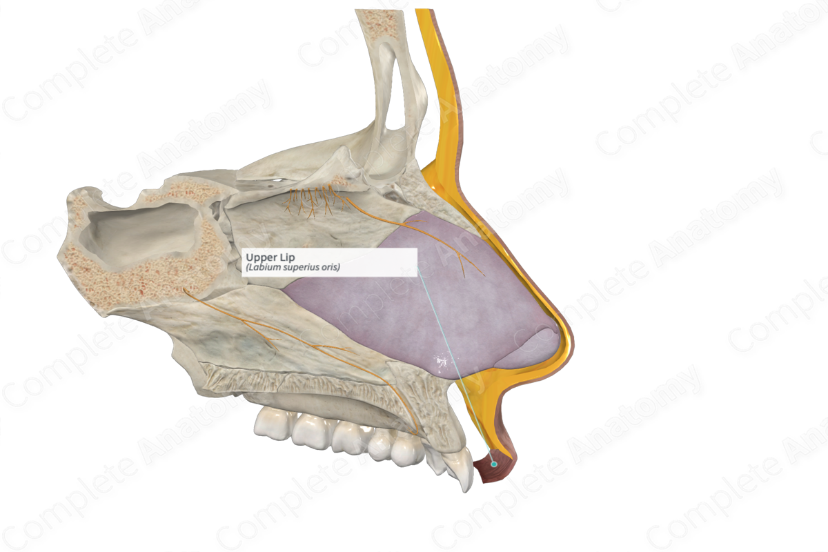 Upper Lip Complete Anatomy