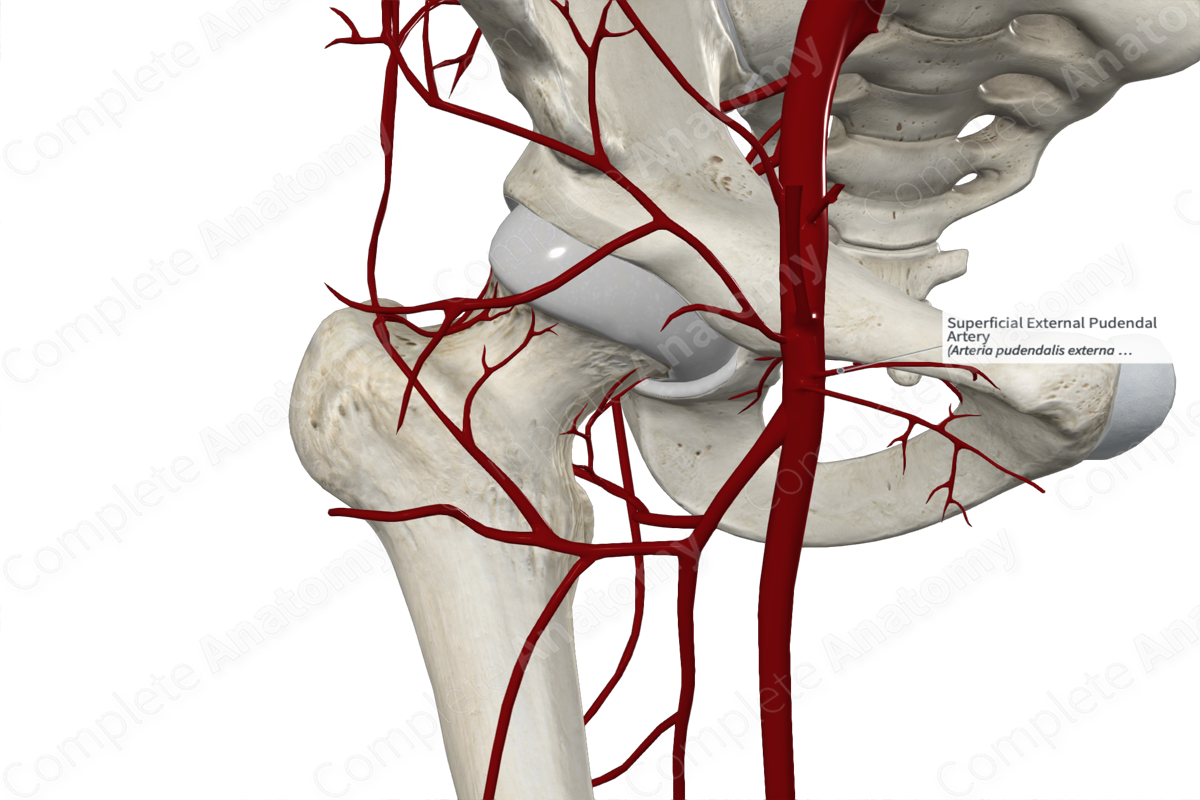 Superficial External Pudendal Artery 