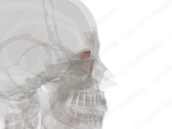 Lacrimal Apparatus (Left)