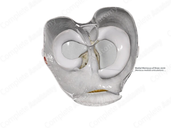 Medial Meniscus of Knee Joint 