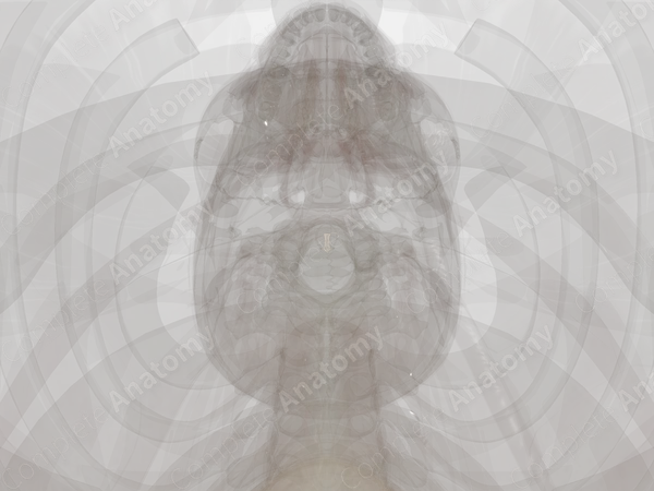 Longitudinal Bands of Cruciform Ligament