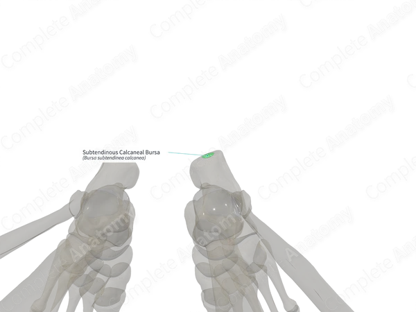 Subtendinous Calcaneal Bursa (Left)