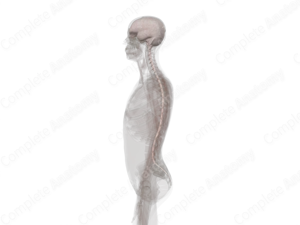 Meninges