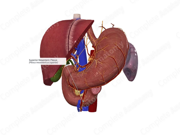 Superior Mesenteric Plexus