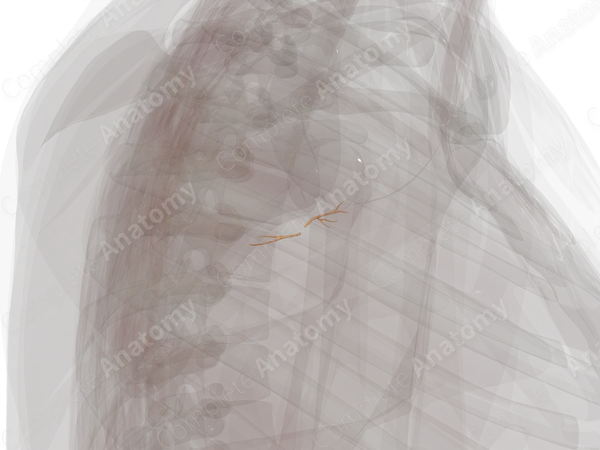 Nerves of Shoulder (Left)