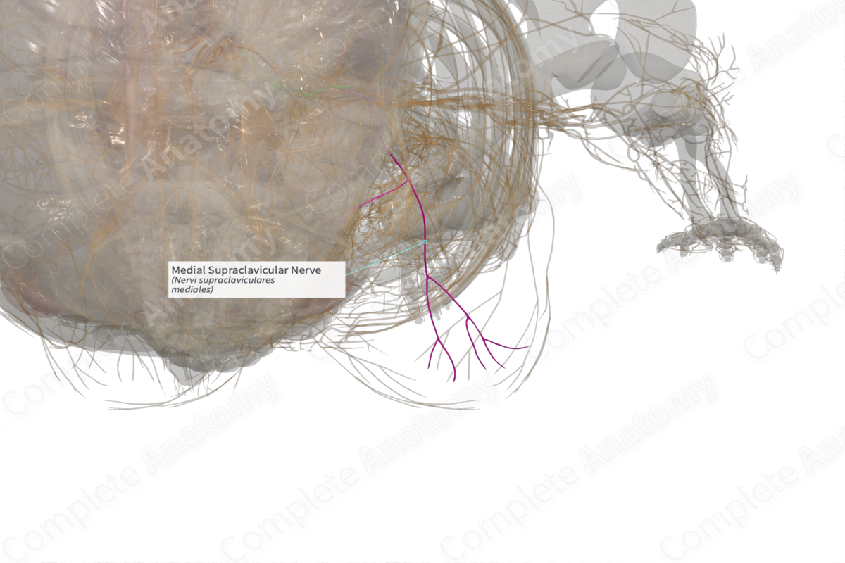 Medial Supraclavicular Nerve (Right)