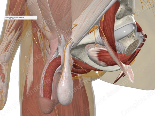 Anterior Cutaneous Branch of Iliohypogastric Nerve