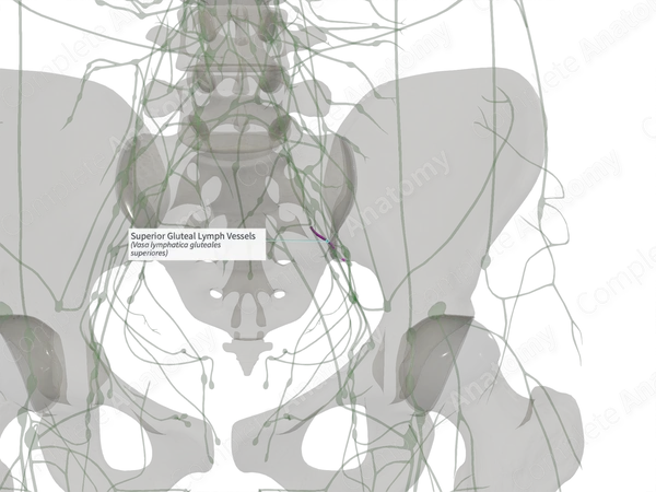 Superior Gluteal Lymph Vessels (Right)