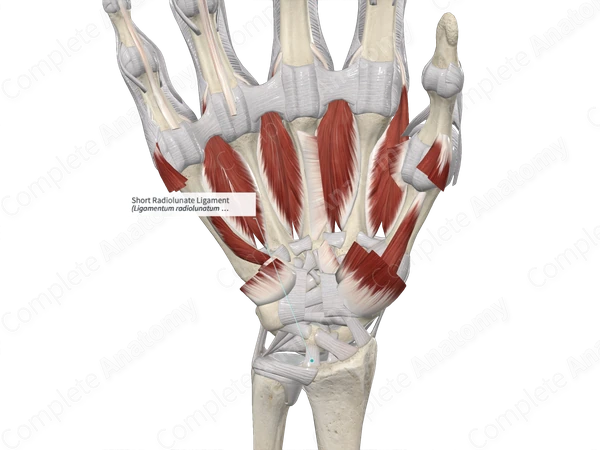 Short Radiolunate Ligament 