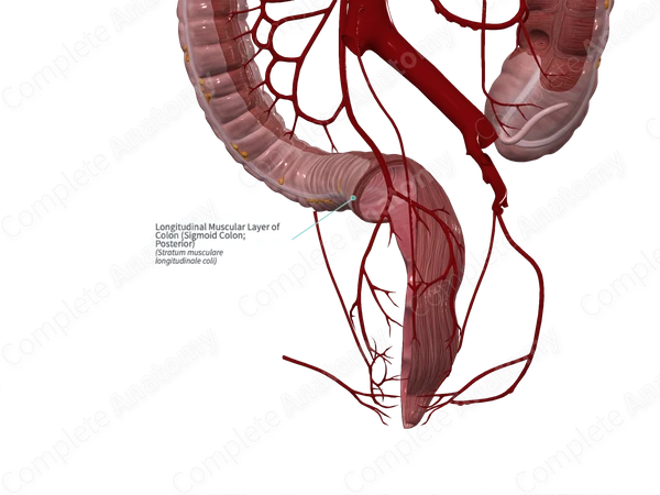 Longitudinal Muscular Layer of Colon (Sigmoid Colon; Posterior)