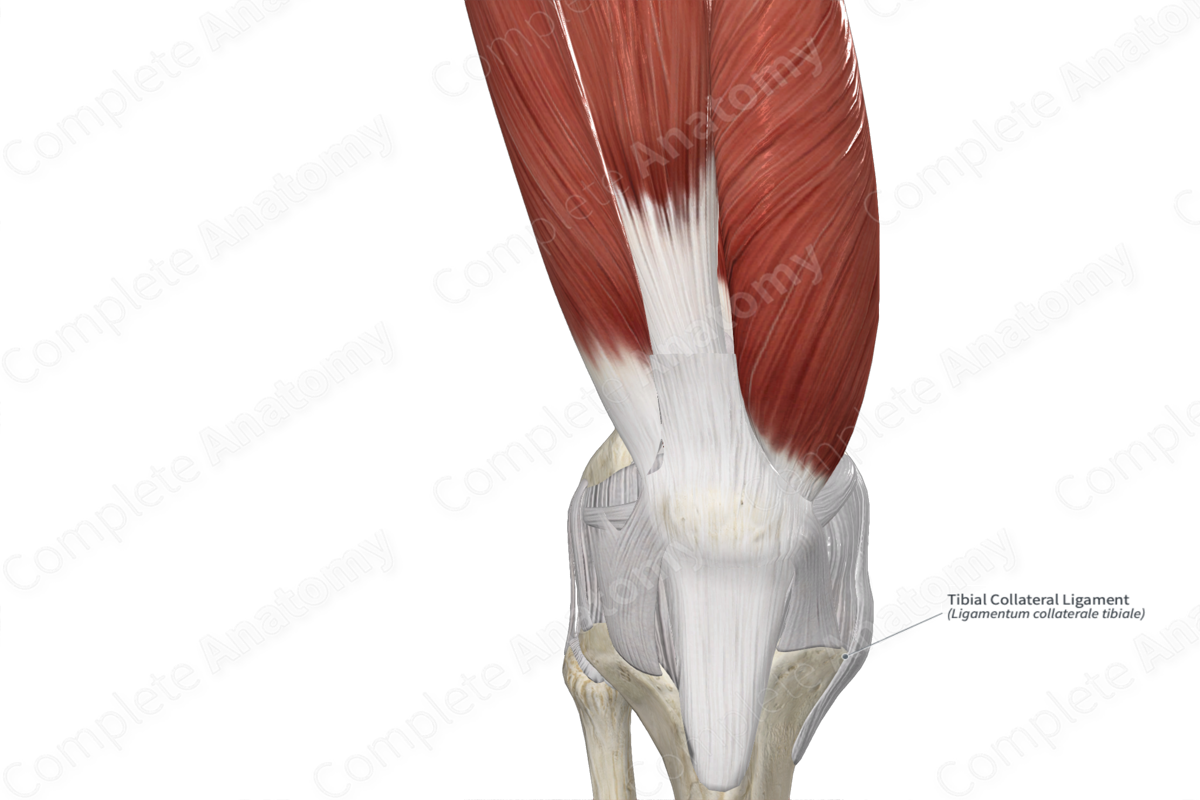 Tibial Collateral Ligament 