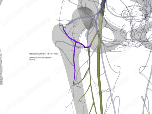 Medial Circumflex Femoral Veins (Right)