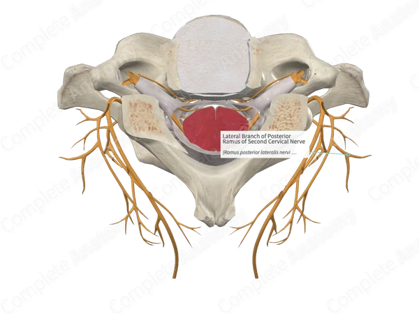 Lateral Branch of Posterior Ramus of Second Cervical Nerve