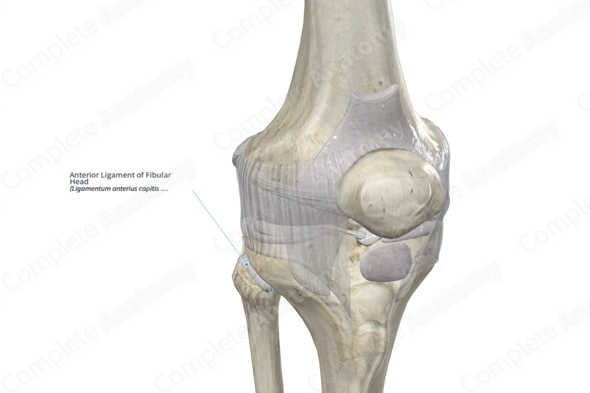 Anterior Ligament of Fibular Head Complete Anatomy