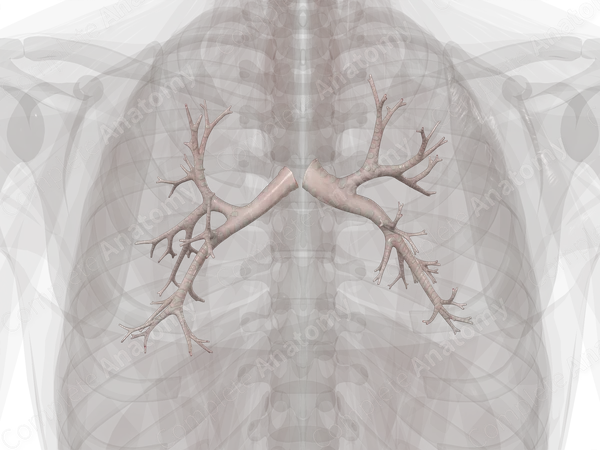 Bronchi