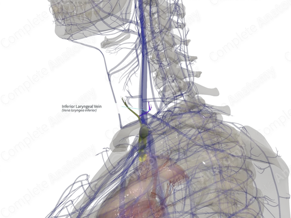 Inferior Laryngeal Vein (Left)