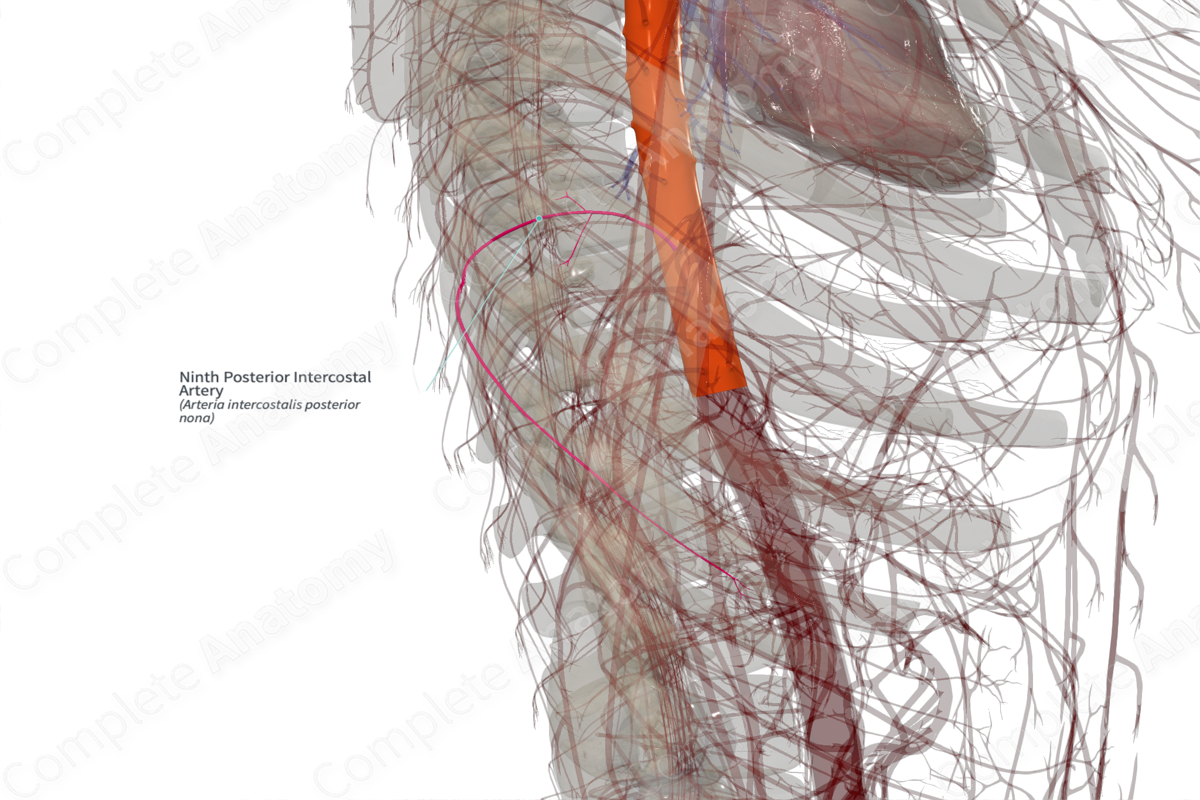 Ninth Posterior Intercostal Artery (Left)