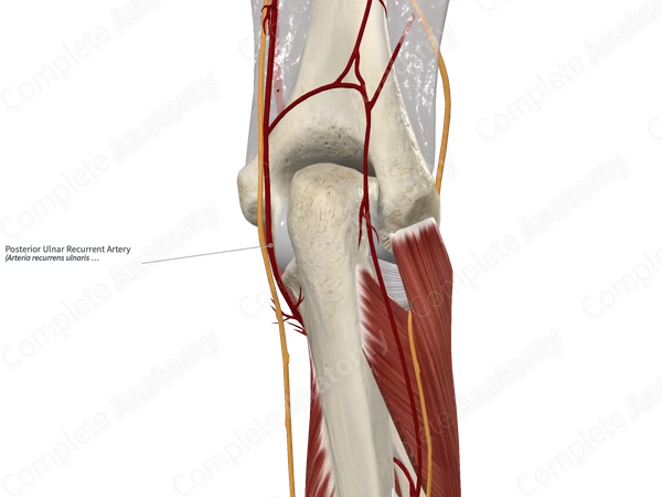 Posterior Ulnar Recurrent Artery 