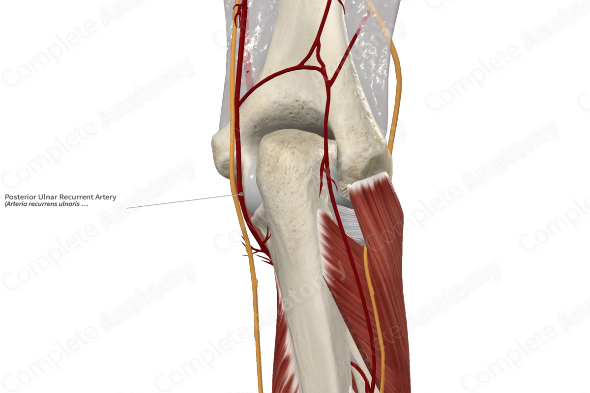 Posterior Ulnar Recurrent Artery 