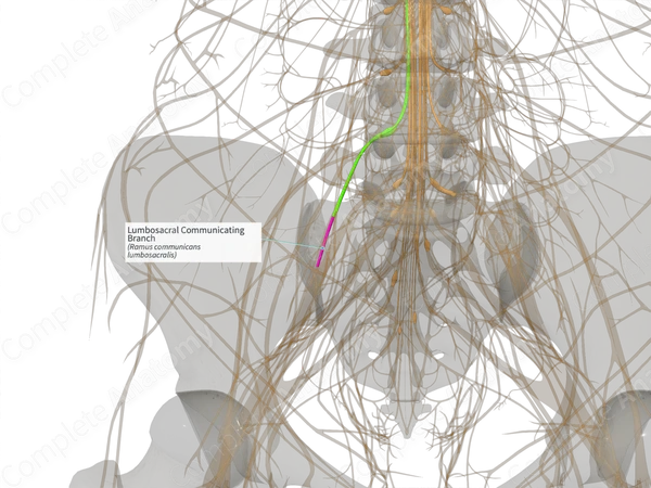Lumbosacral Communicating Branch (Right)
