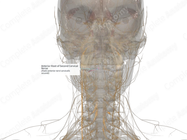 Anterior Root of Second Cervical Nerve (Right)