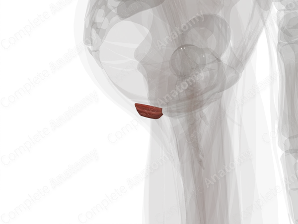 External Anal Sphincter