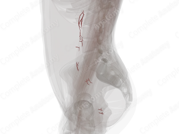 Arteries of Ureter