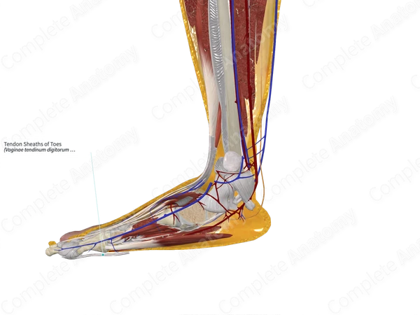 Tendon Sheaths of Toes