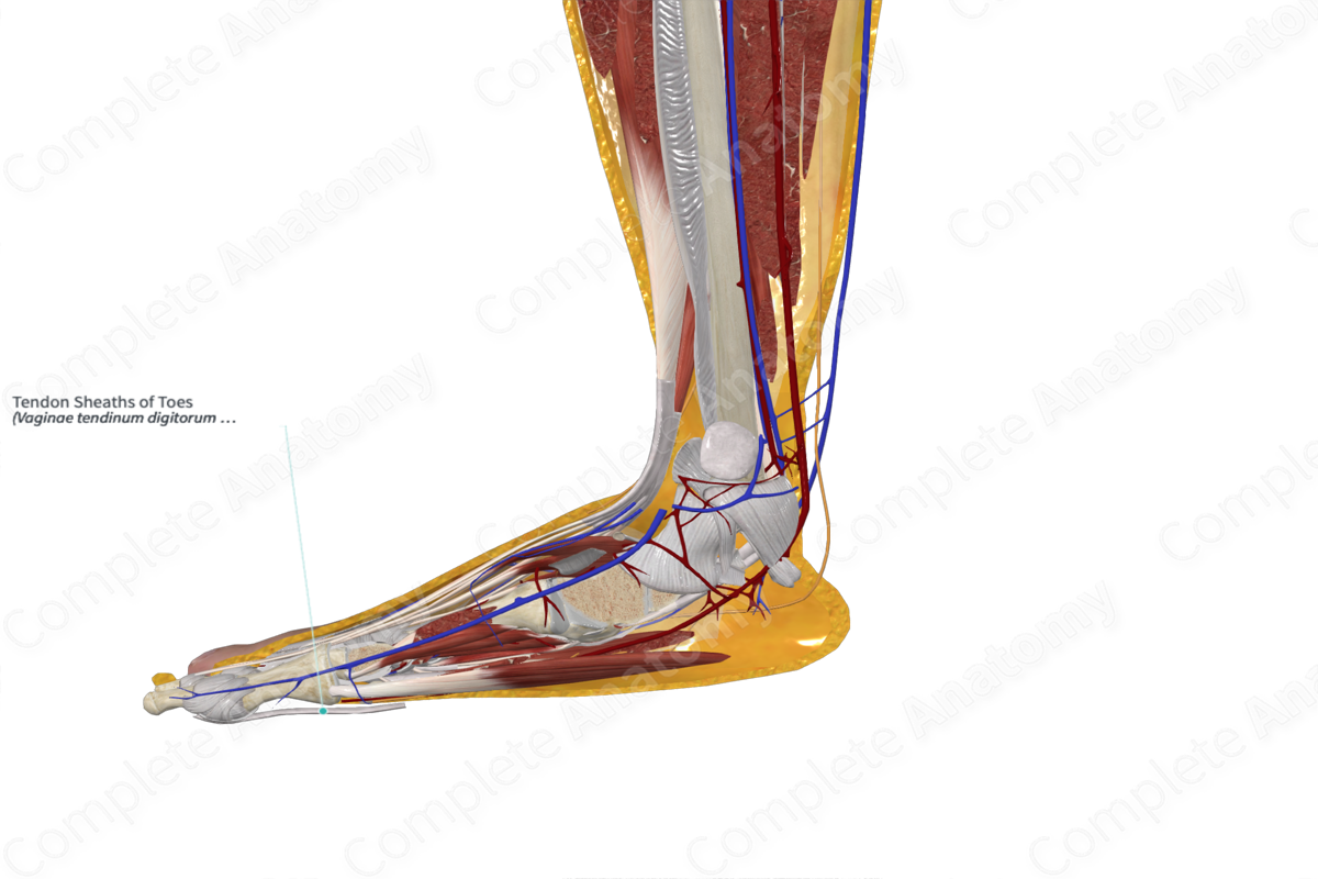 Tendon Sheaths of Toes 